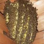ミツバチの被害例
